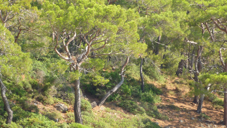 Kabak (51)